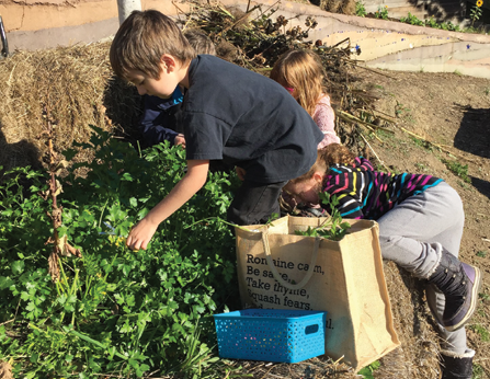 kids picking up the herbs